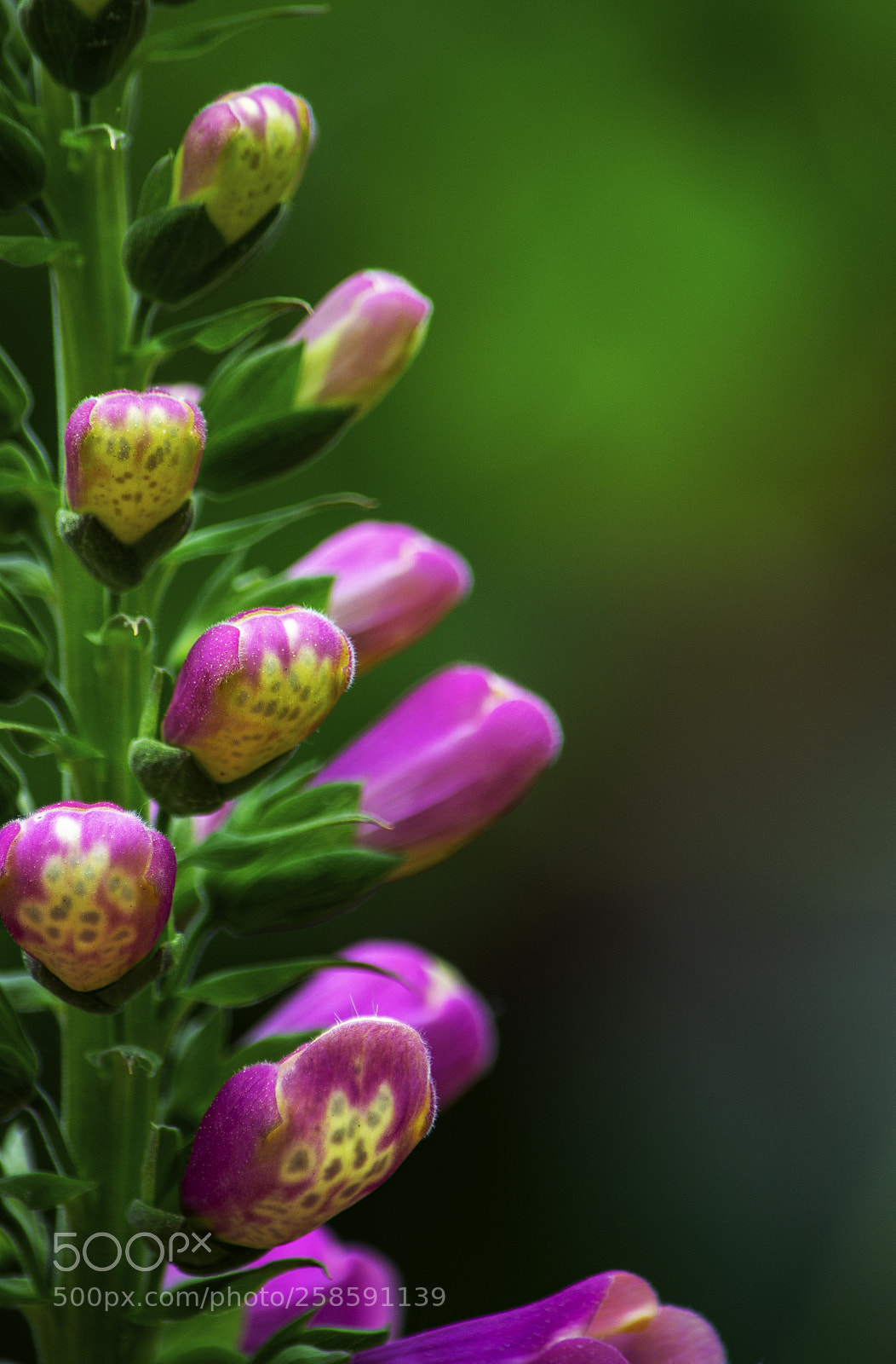 Nikon D3100 sample photo. Foxgloves photography