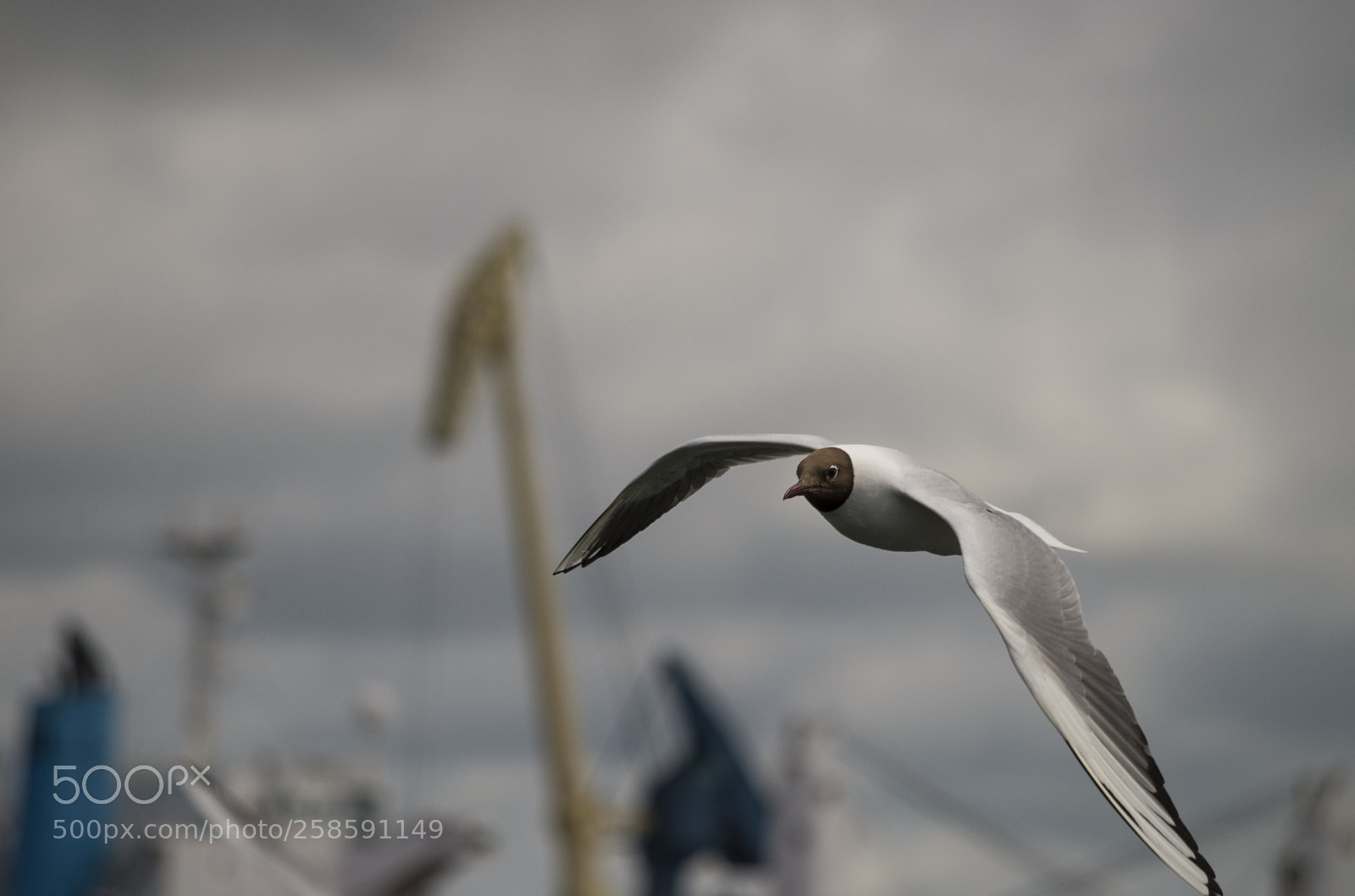 Pentax K-50 sample photo. [flap flap flap] photography