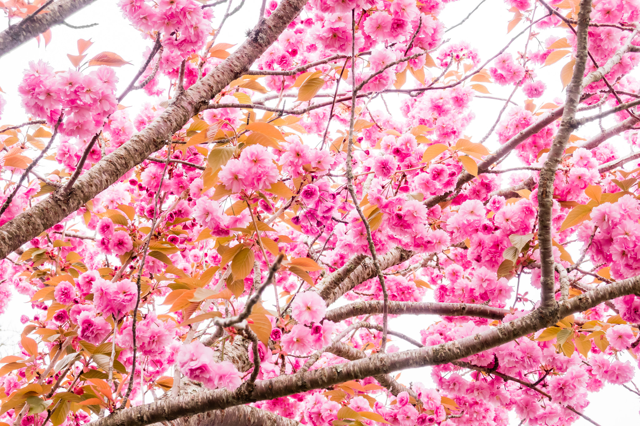 Canon PowerShot G9 X sample photo. Cherry blossom photography