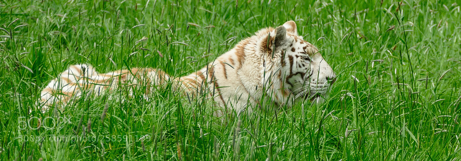 Panasonic Lumix DMC-FZ1000 sample photo. White tiger photography