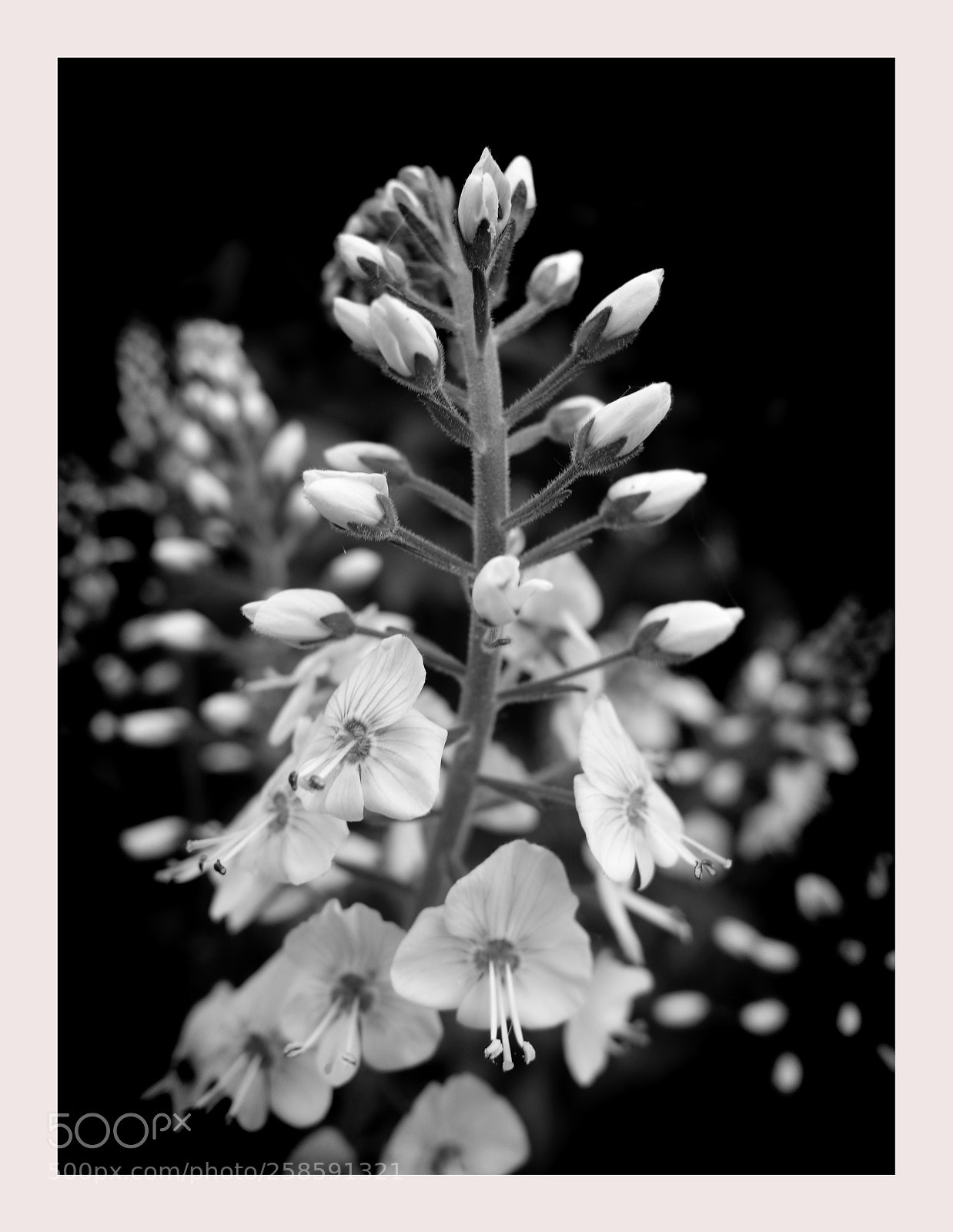 Sony Cyber-shot DSC-RX100 sample photo. White flowers photography