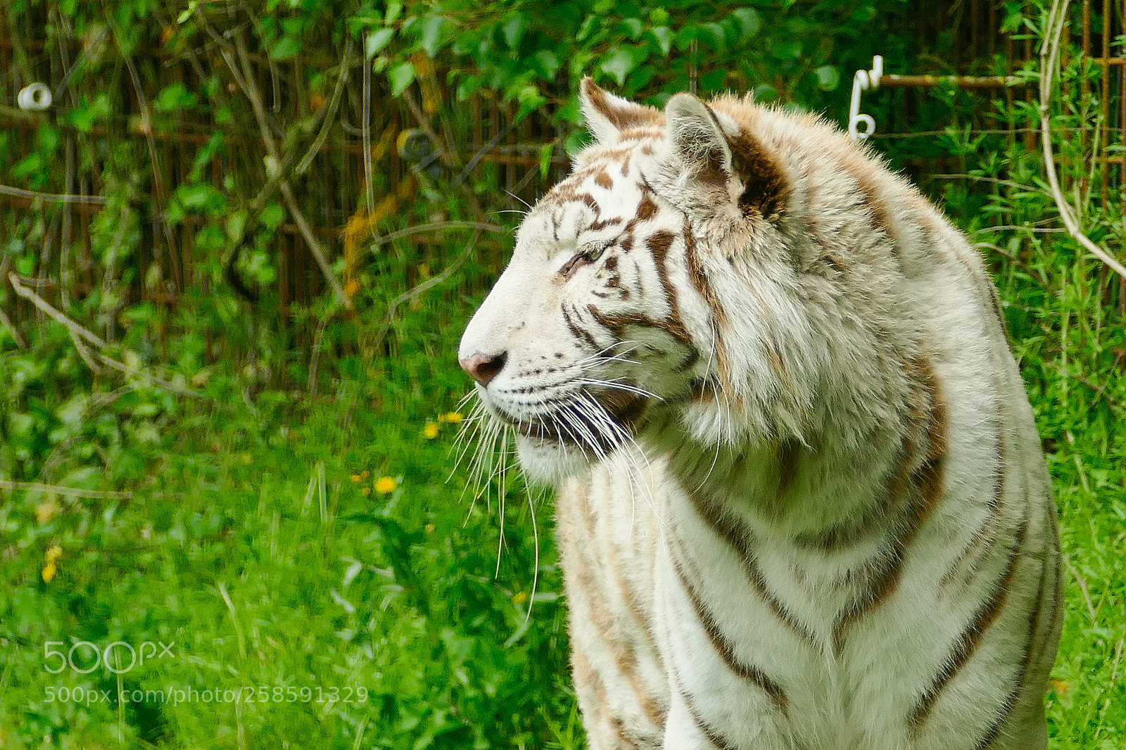 Panasonic Lumix DMC-FZ1000 sample photo. White tiger photography