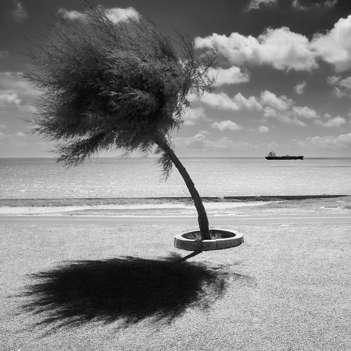 Ricoh GR sample photo. Nature and nurture photography