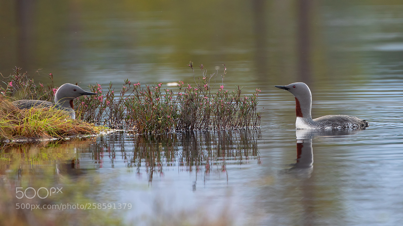 Canon EOS 5D Mark IV sample photo. Red-throated dykker photography