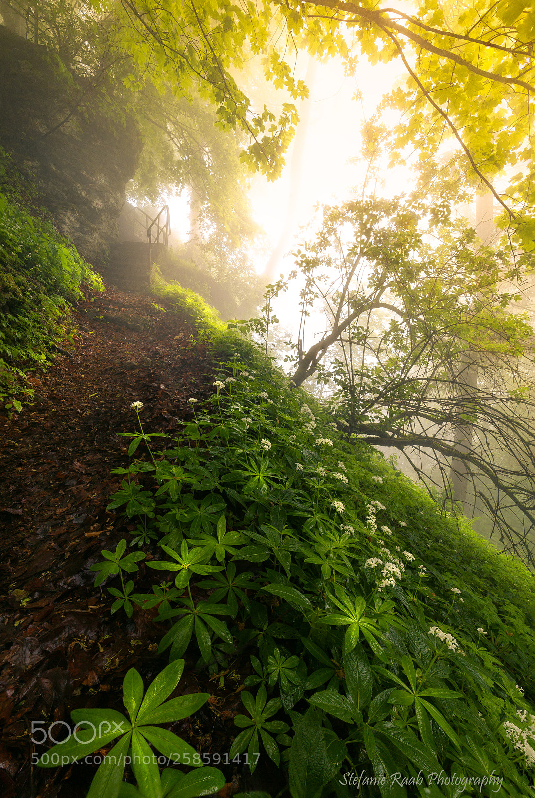 Canon EOS 6D sample photo. Mysterious path photography