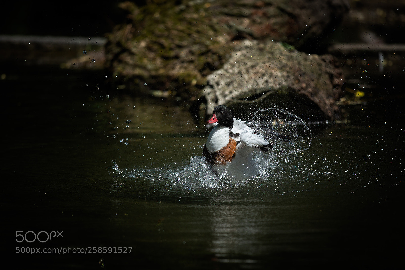 Canon EOS-1D X sample photo. Taking a bath photography