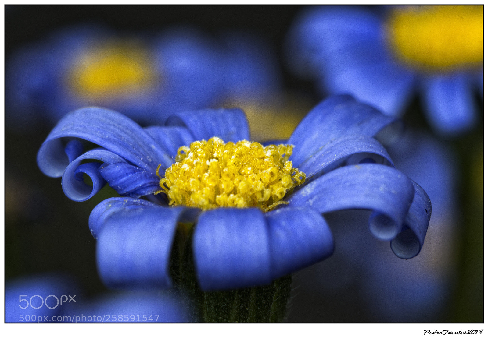 Nikon D3200 sample photo. Felicia photography