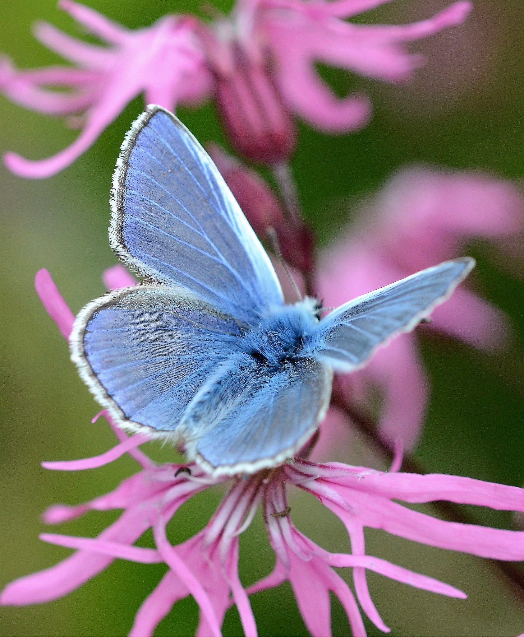 Nikon AF Micro-Nikkor 200mm F4D ED-IF sample photo. Common blue photography