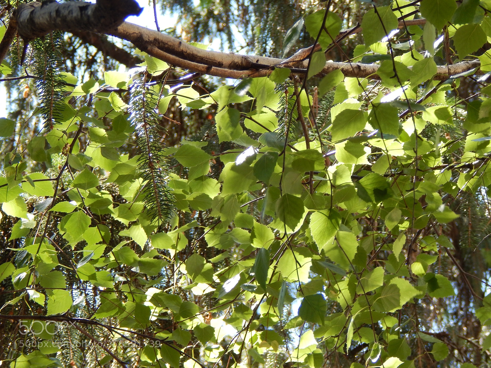 Nikon Coolpix L830 sample photo. А lot of greenery photography