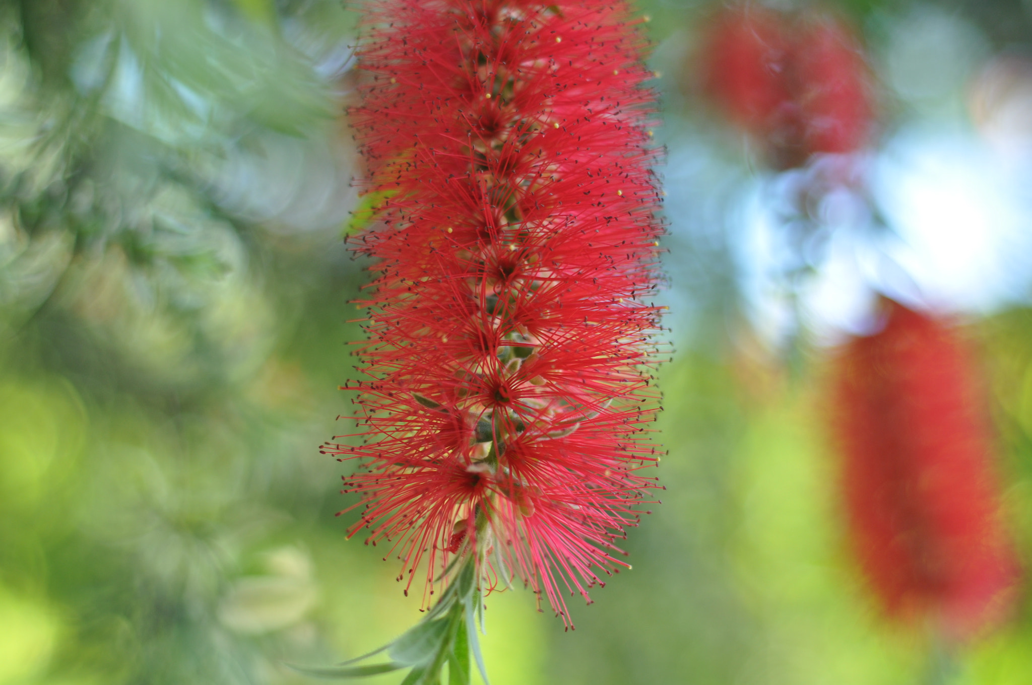 Nikon D90 sample photo. Flower photography