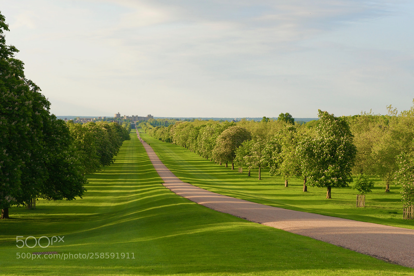 Nikon D800E sample photo. Long walk, windsor photography