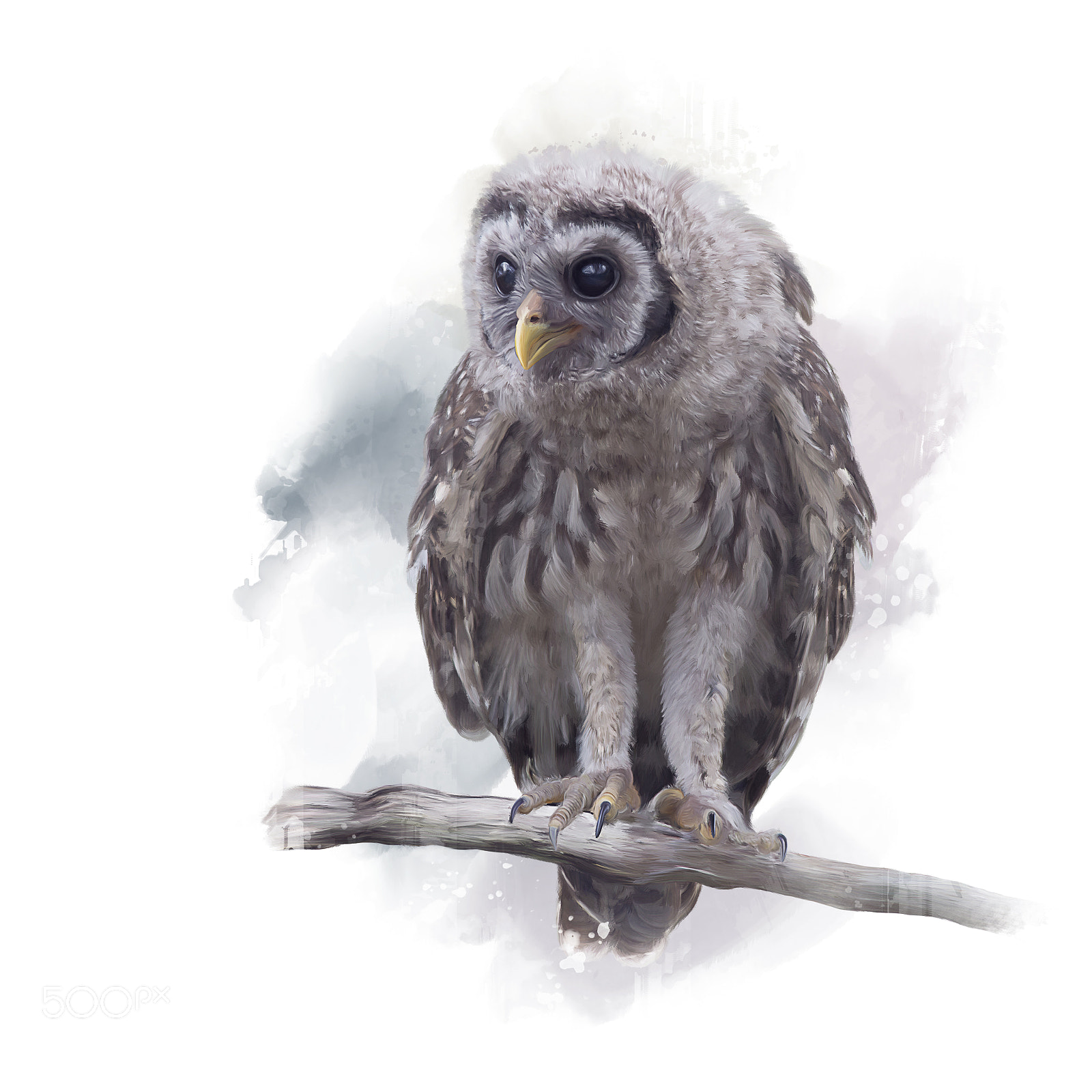 Nikon D800 sample photo. Barred owlet perches on photography