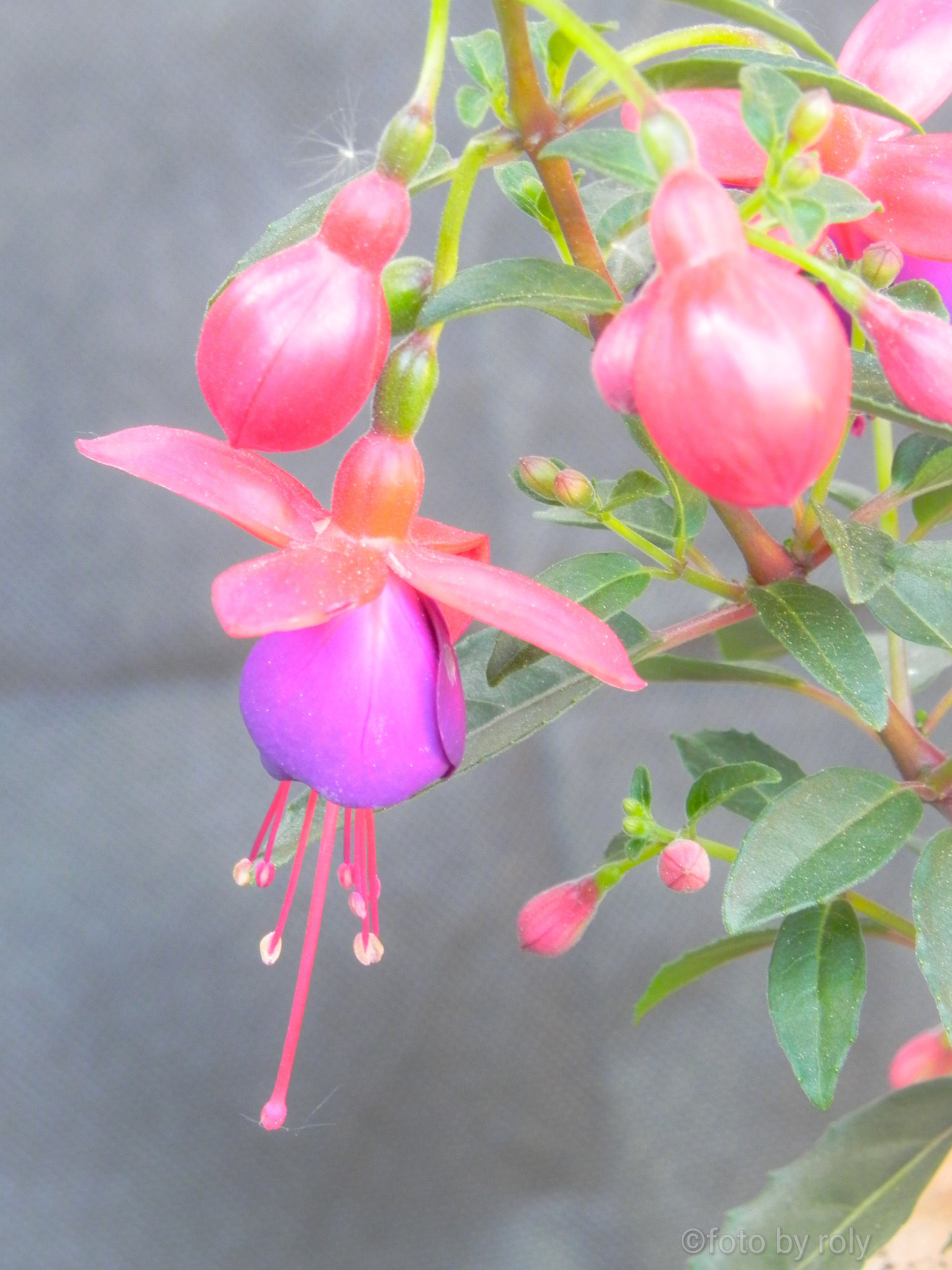 Nikon Coolpix P100 sample photo. Fuchsien in garden photography