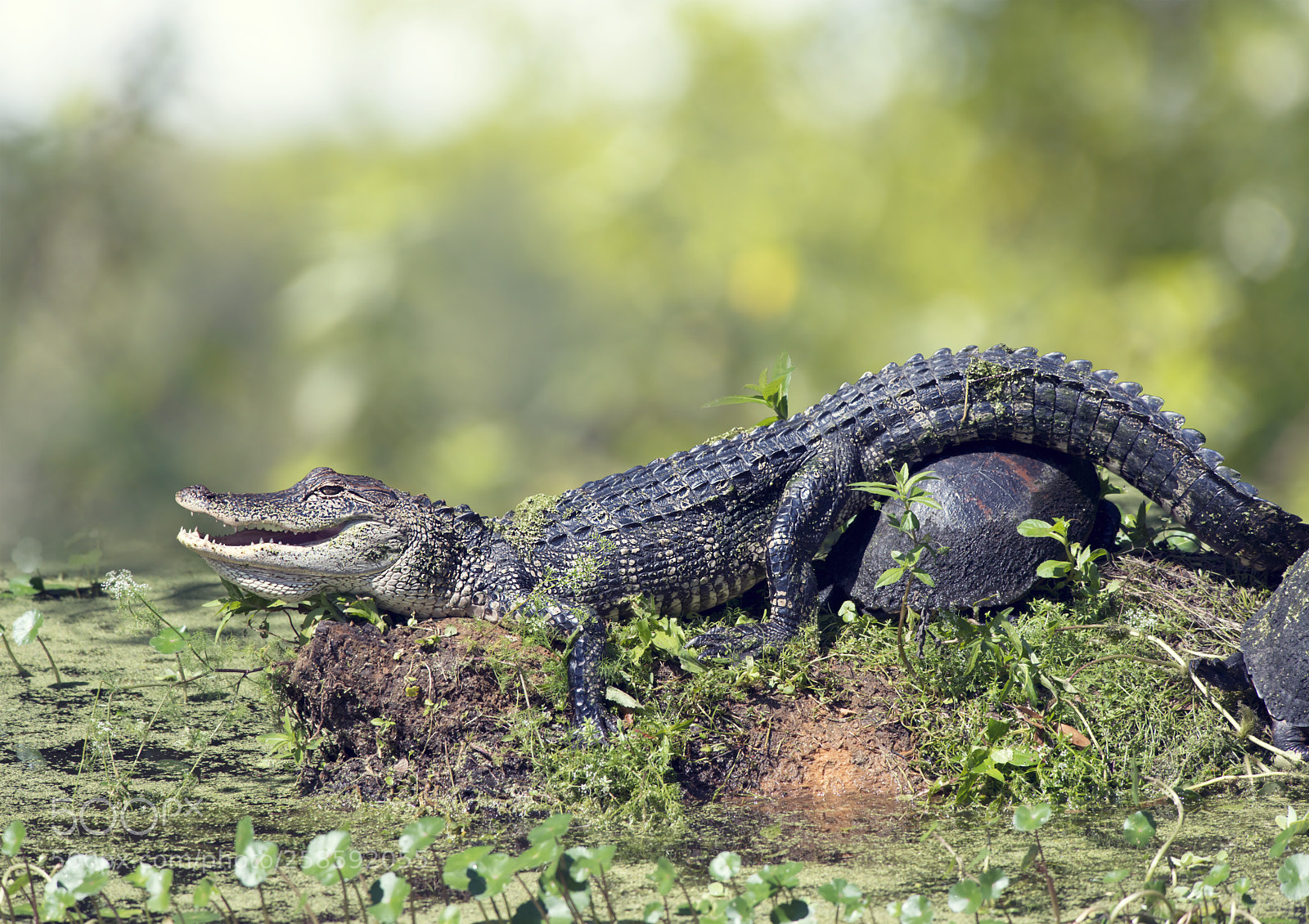 Nikon D800 sample photo. Young alligator and turtles photography