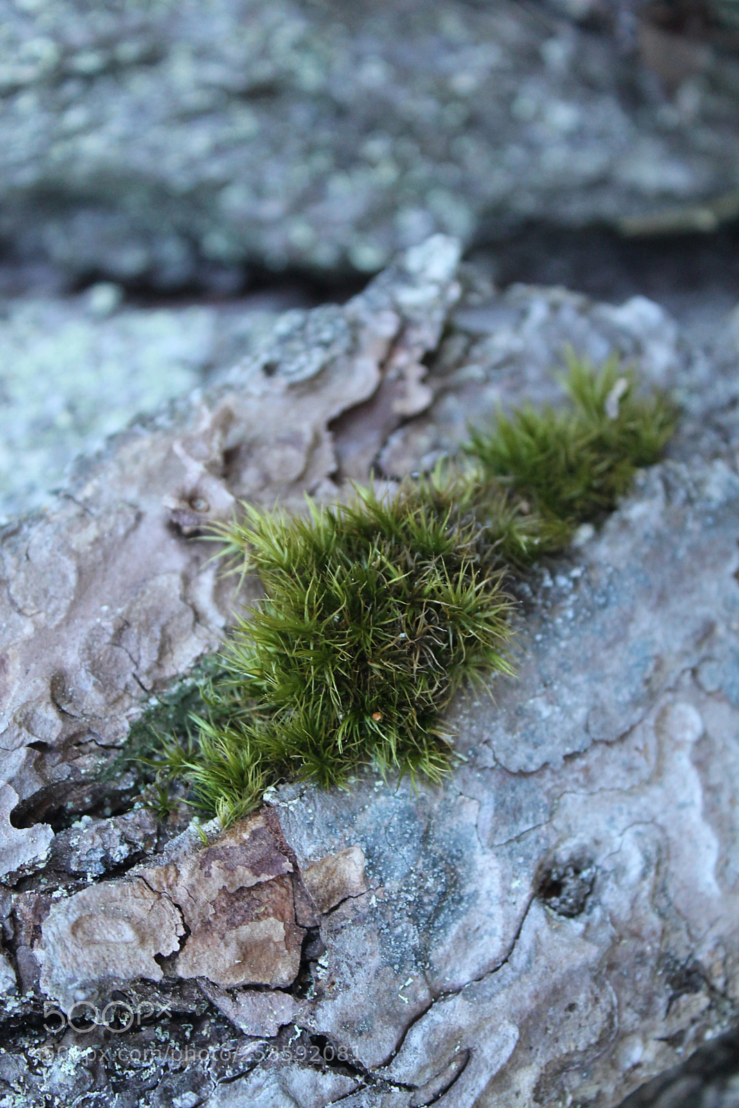 Canon EOS 1100D (EOS Rebel T3 / EOS Kiss X50) sample photo. Growing through pine bark photography