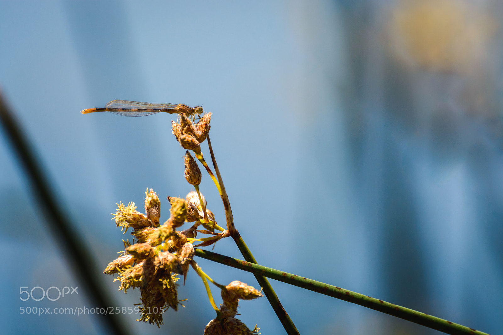 Nikon D5200 sample photo. Damselfly photography