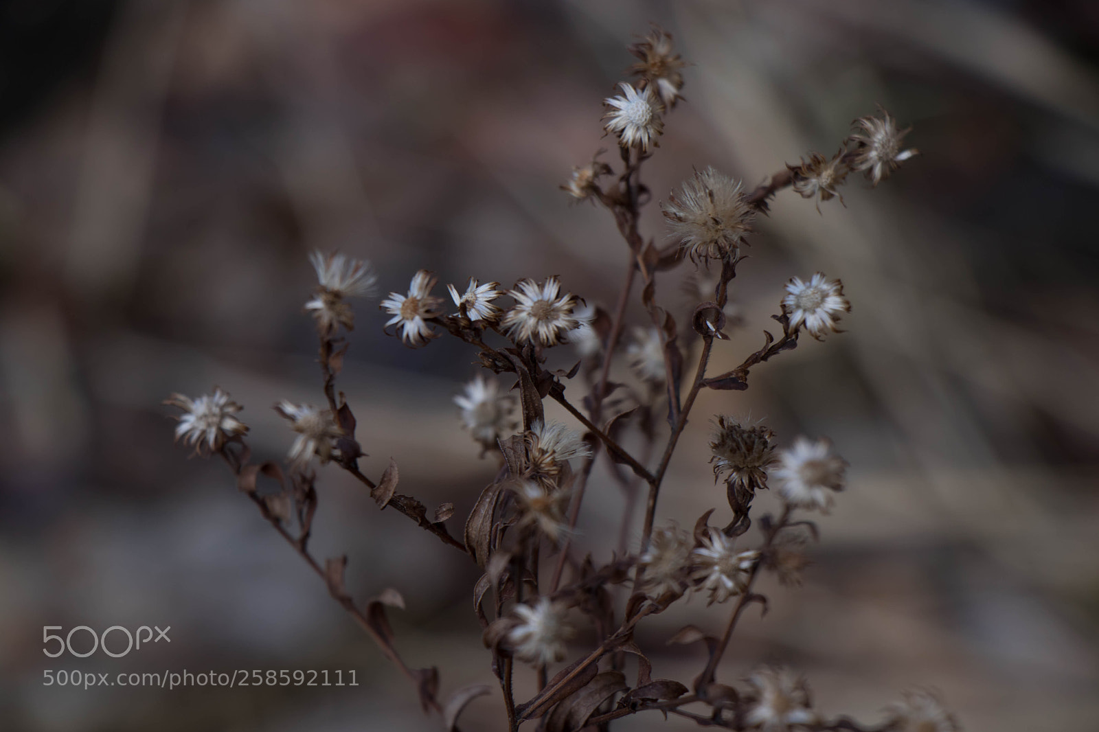 Canon EOS 80D sample photo. After winter photography