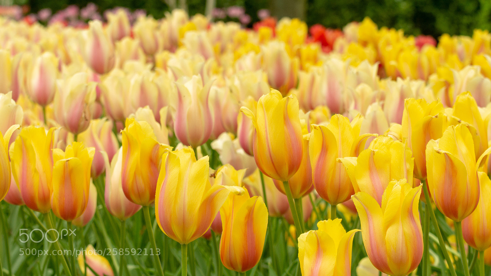 Nikon D7100 sample photo. Tulpen photography