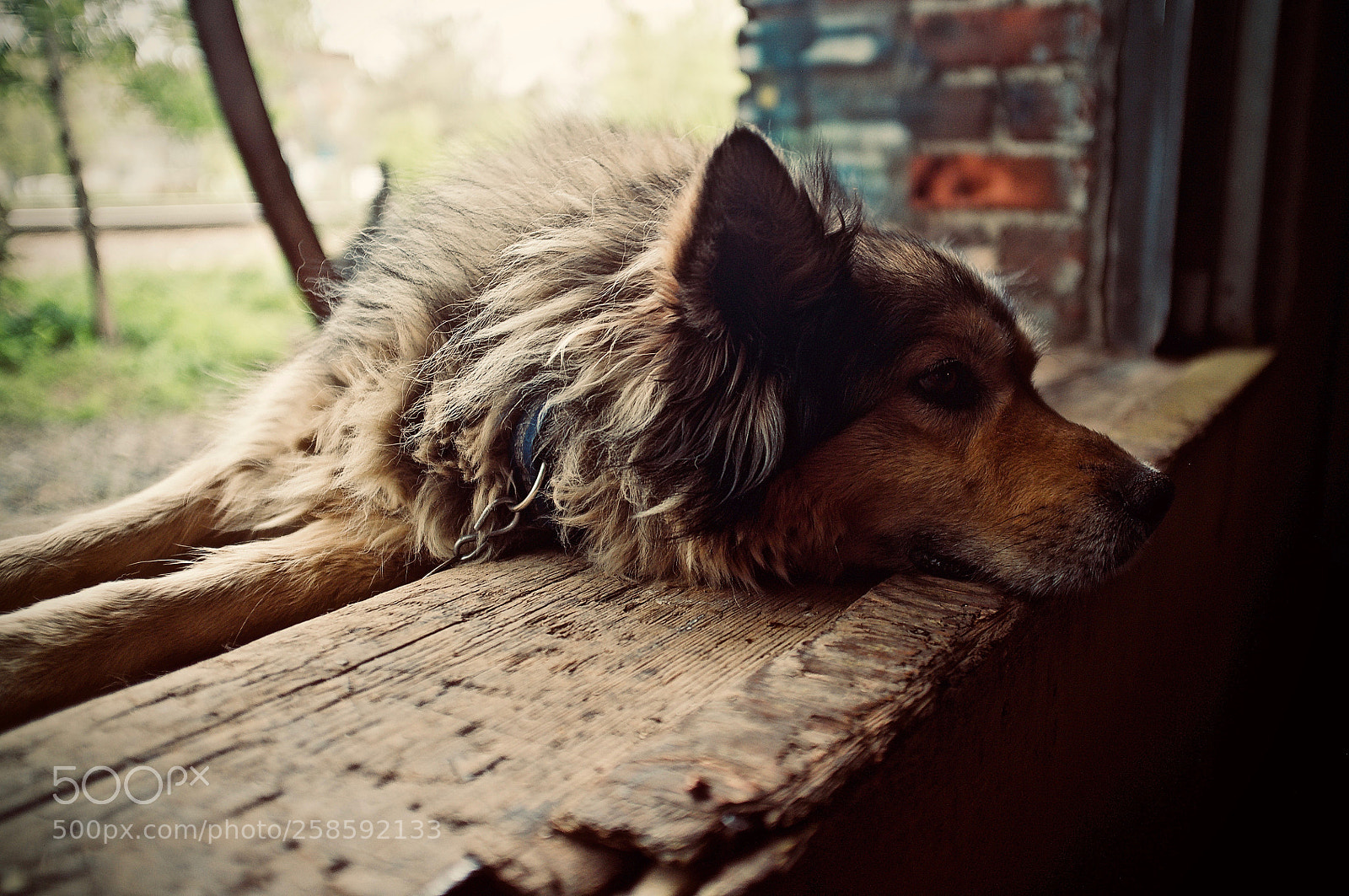 Fujifilm FinePix X100 sample photo. Nap time photography