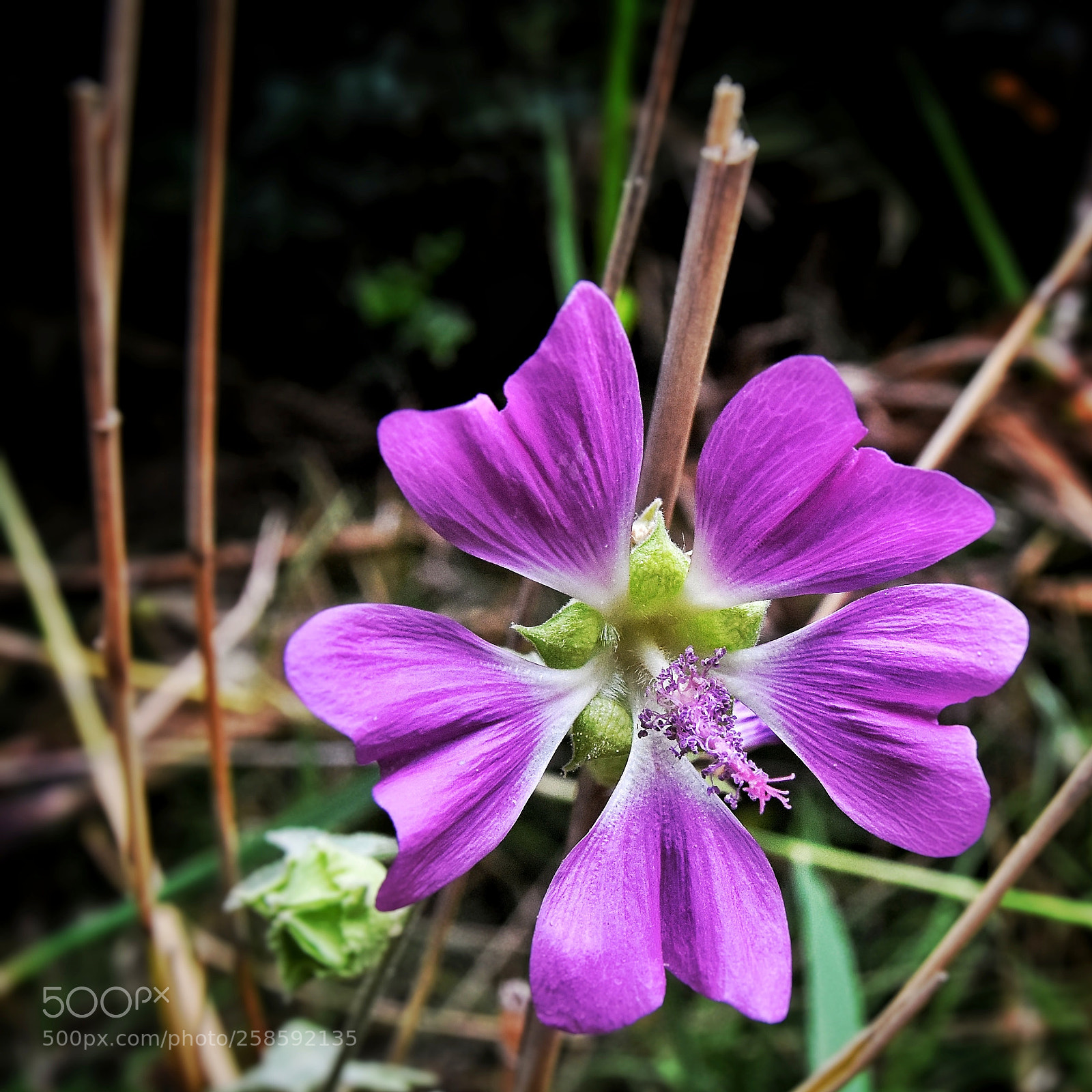 Nikon D7200 sample photo. Purple flower 2 photography