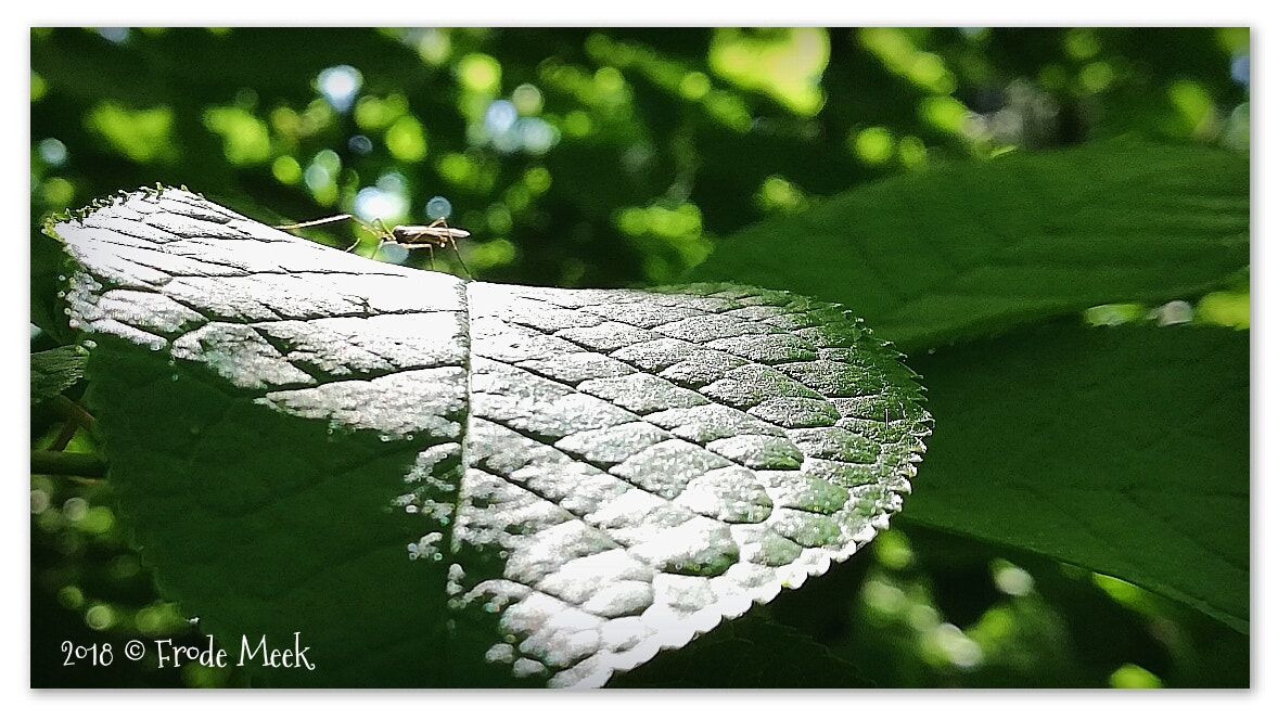 HUAWEI Mate 10 Lite sample photo. Bug on a leaf photography