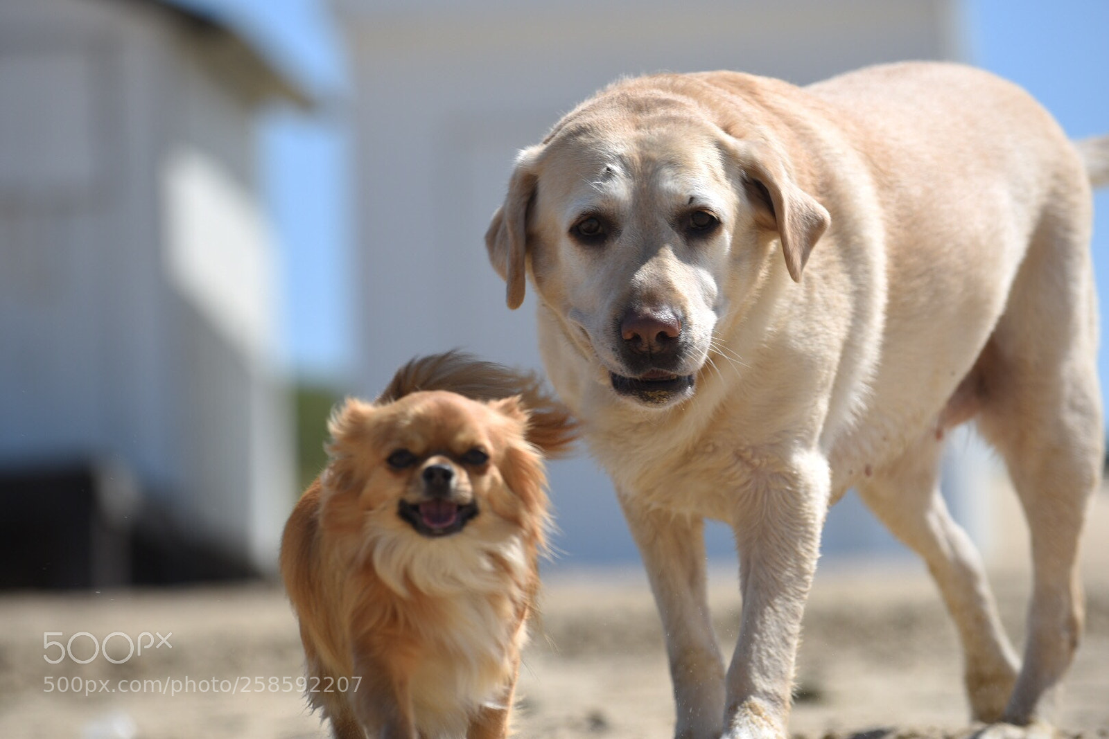 Nikon D750 sample photo. Pferdinand und farah photography