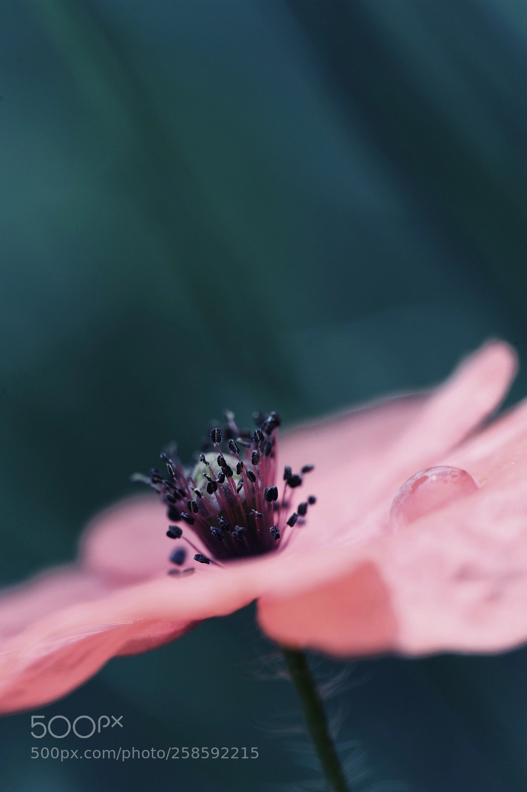 Nikon D700 sample photo. Poppy presence ii photography