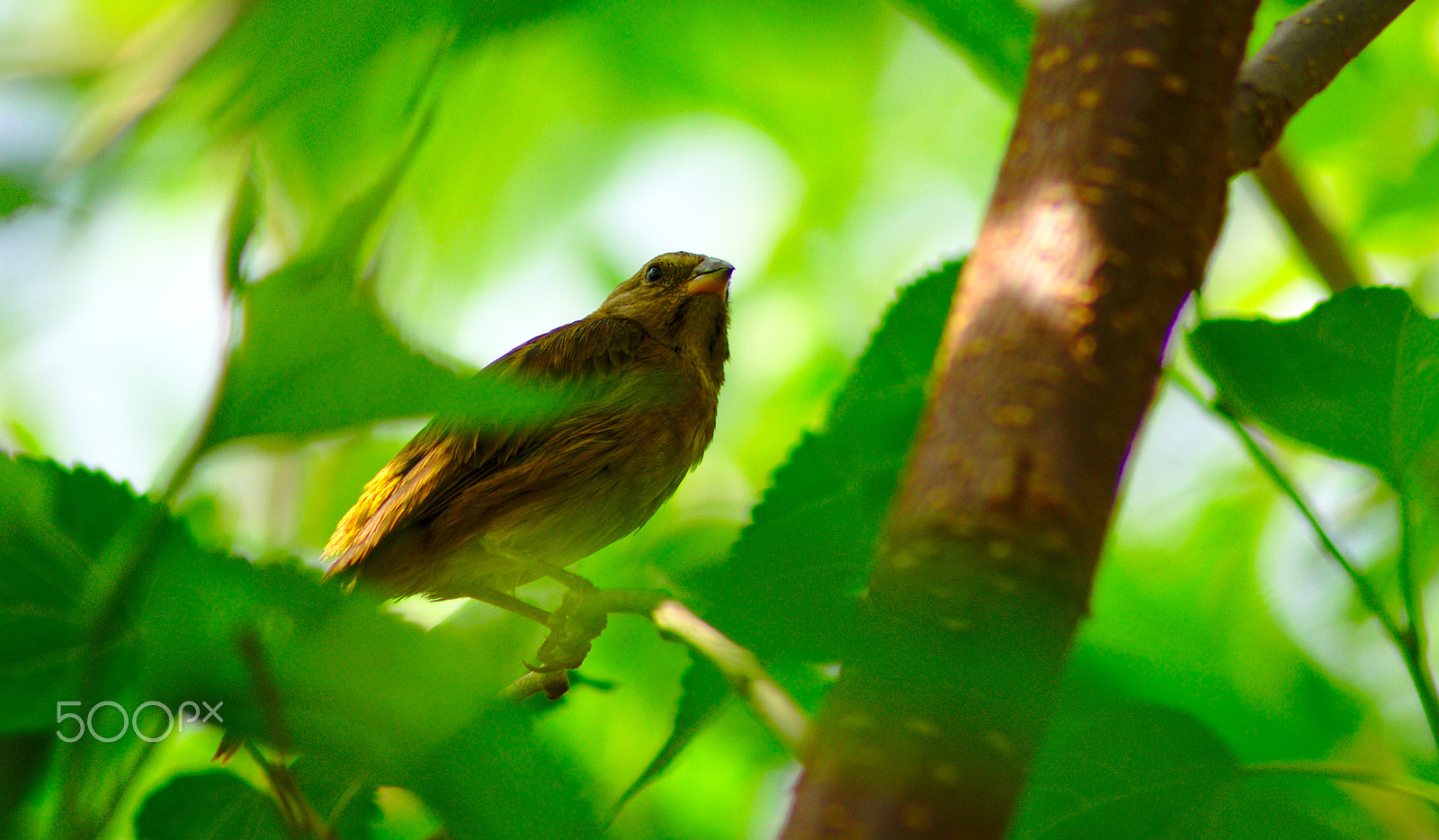 Nikon AF Nikkor 70-300mm F4-5.6G sample photo. Young sicalis flaveola - iii photography