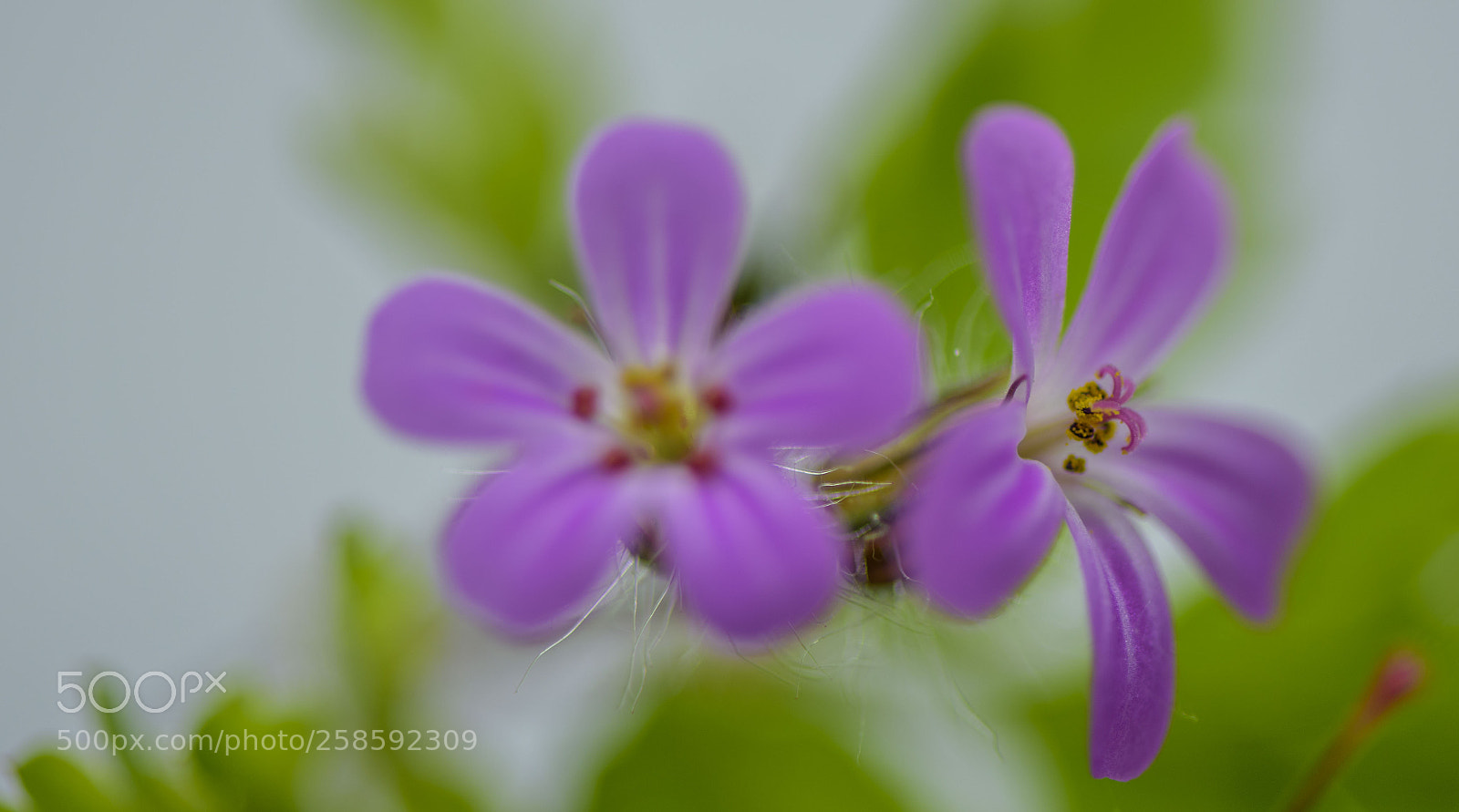 Nikon D810 sample photo. Géranium. photography