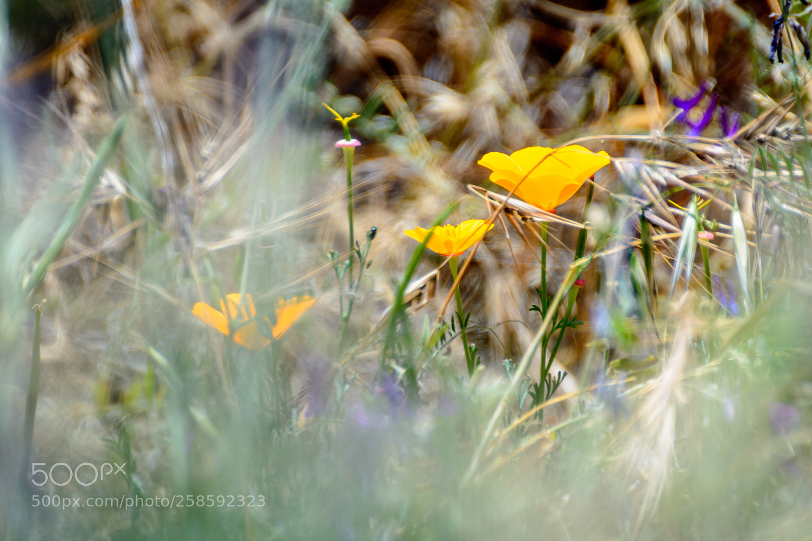 Nikon D5200 sample photo. California golden poppies  photography
