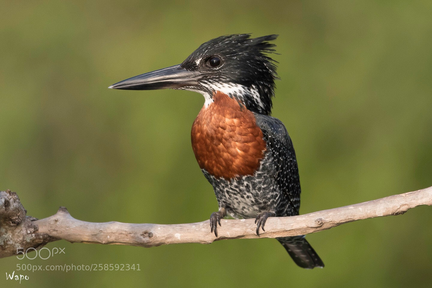 Nikon D500 sample photo. Giant kingfisher - afrikaanse photography