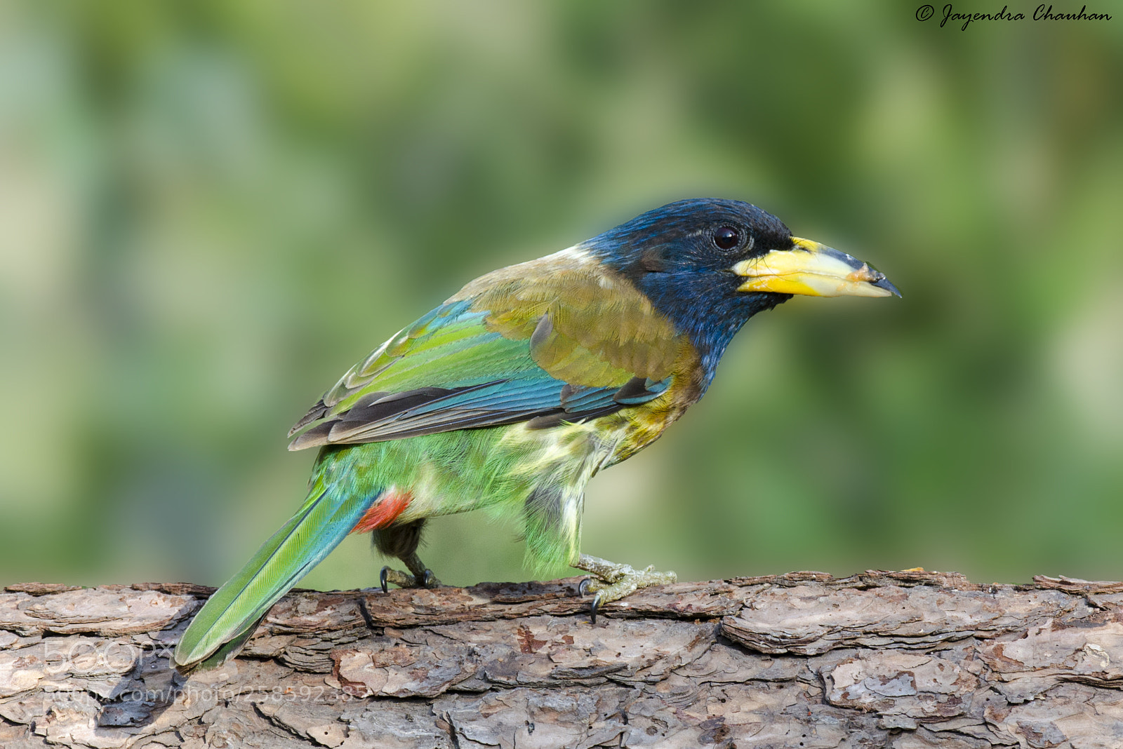 Nikon D5100 sample photo. Greater barbet photography