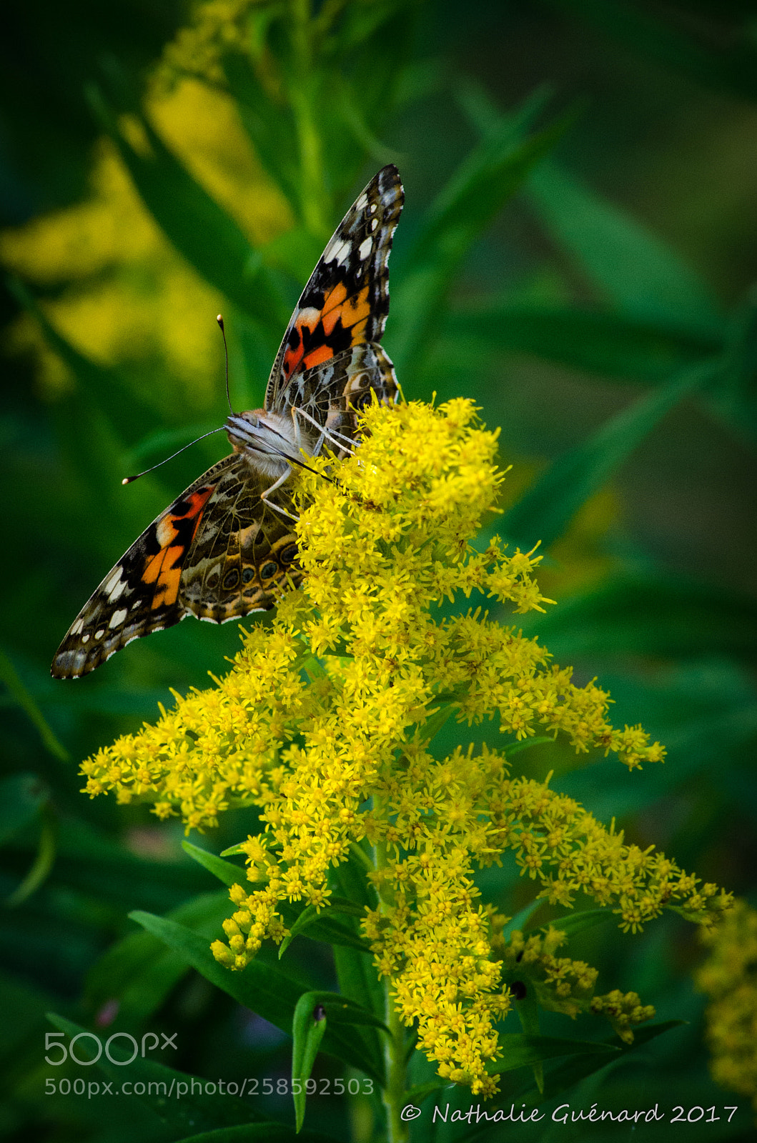 Nikon D7000 sample photo. Painted lady butterfly papillon photography