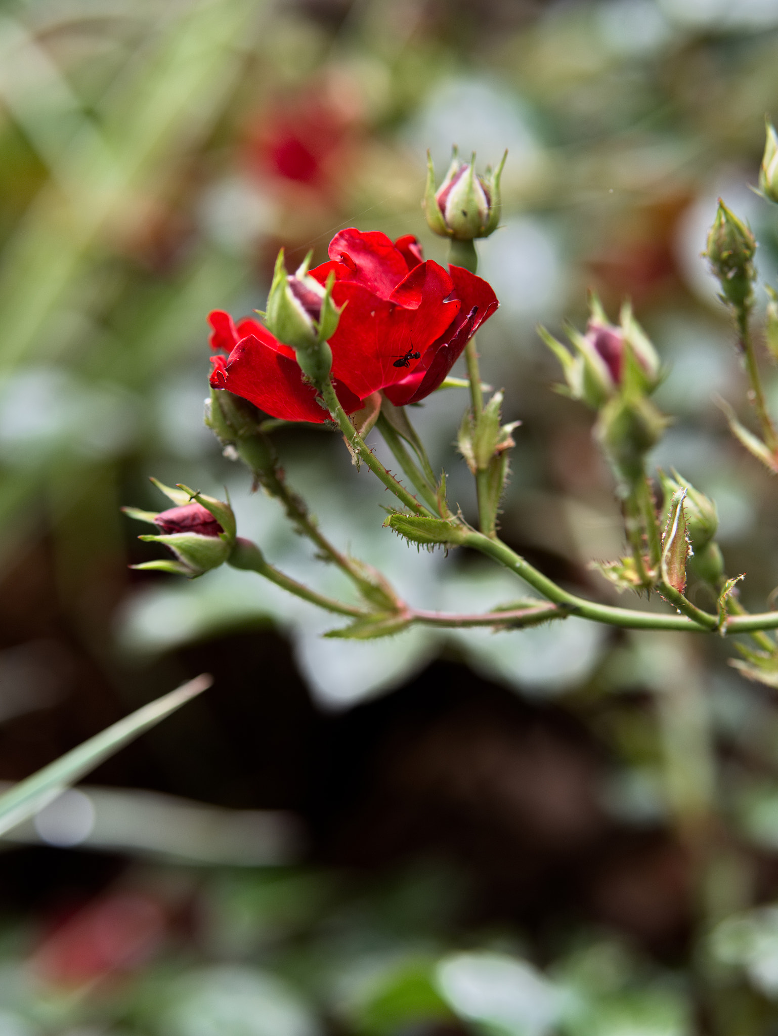 Panasonic Lumix DC-GX9 sample photo. Fourmi photography