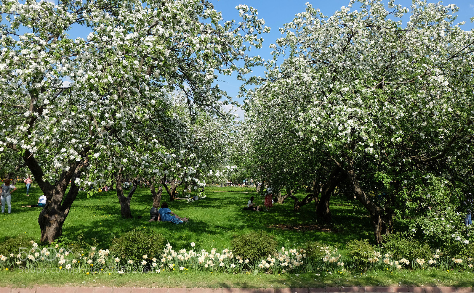 Fujifilm X-M1 sample photo. Apple-trees photography