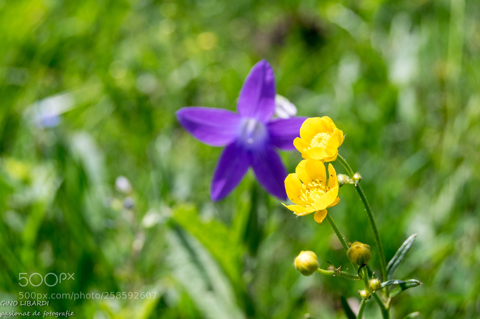 Nikon D3300 sample photo. Untitled photography