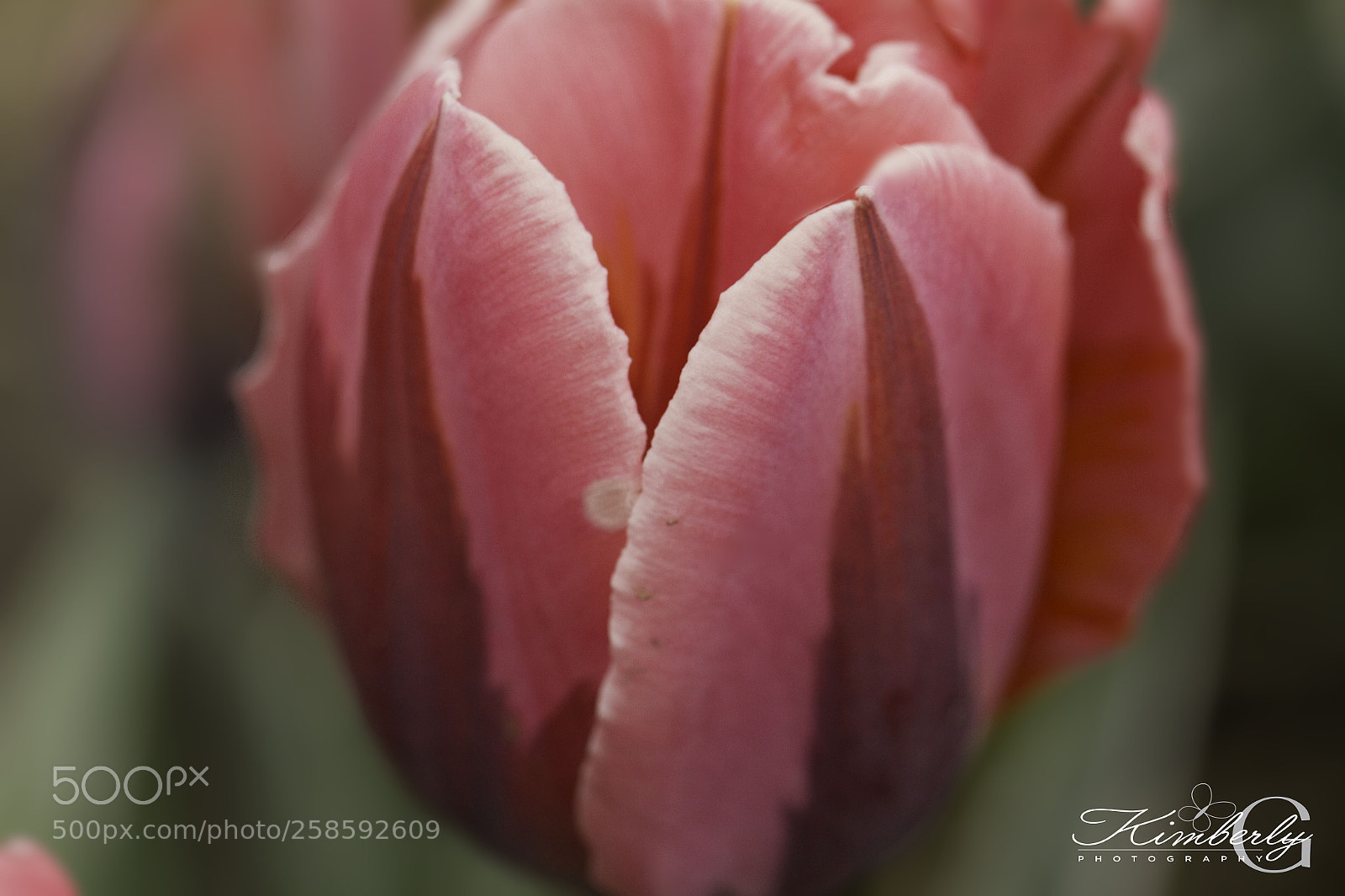 Canon EOS 7D sample photo. Tulip photography