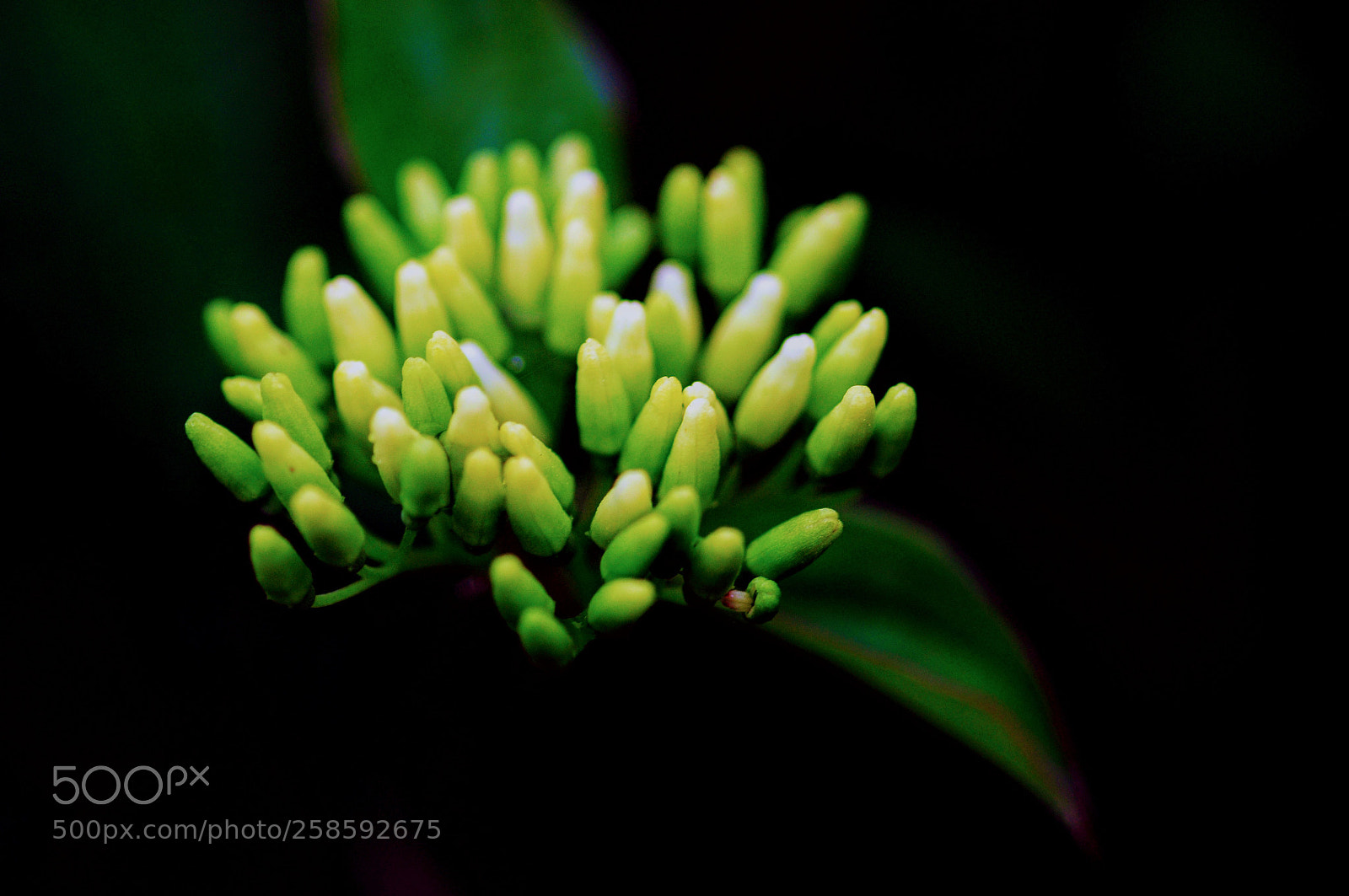 Nikon D90 sample photo. Monstroplante tentaculaires photography