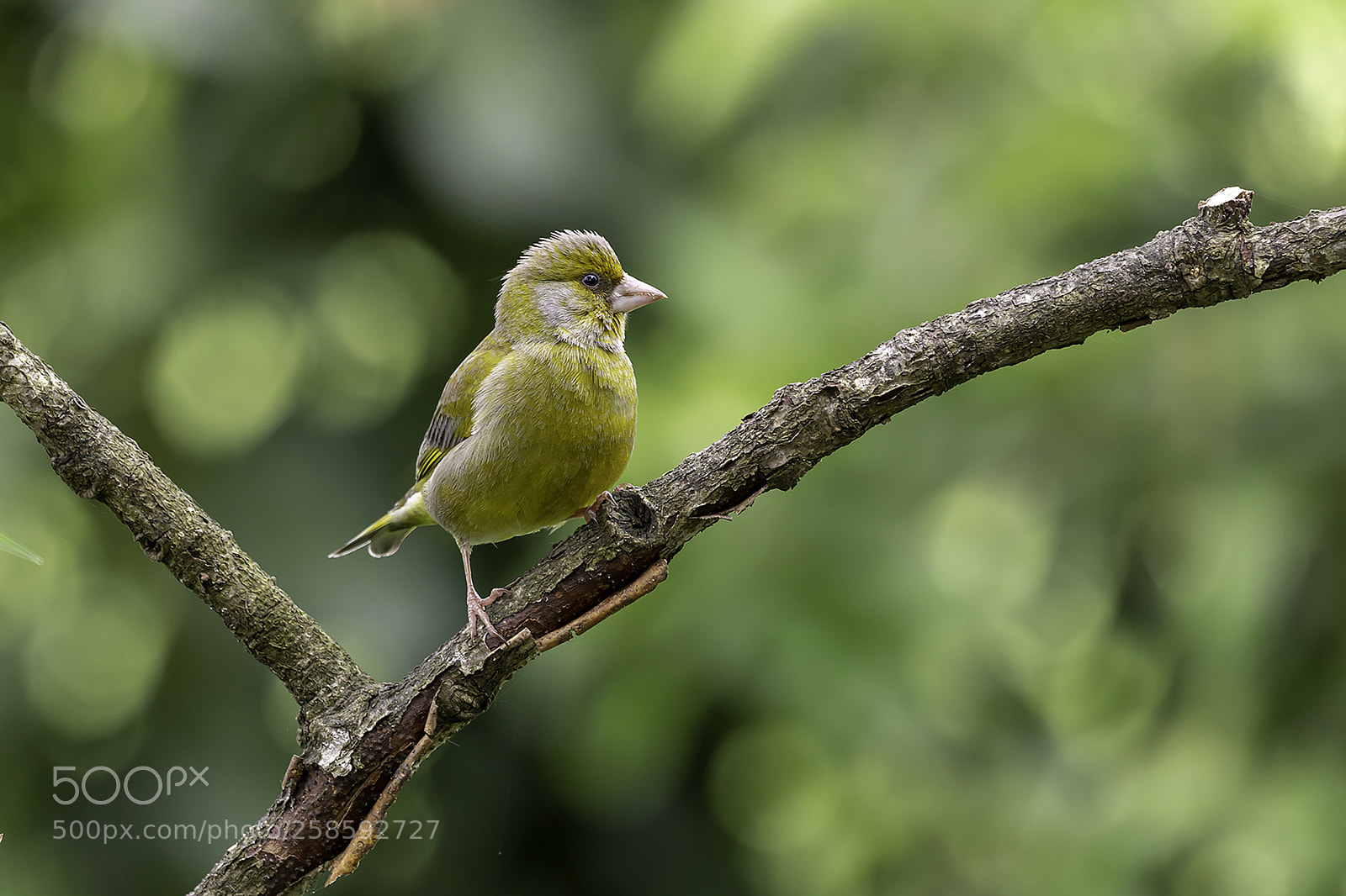 Canon EOS 6D sample photo. Greenfinch photography