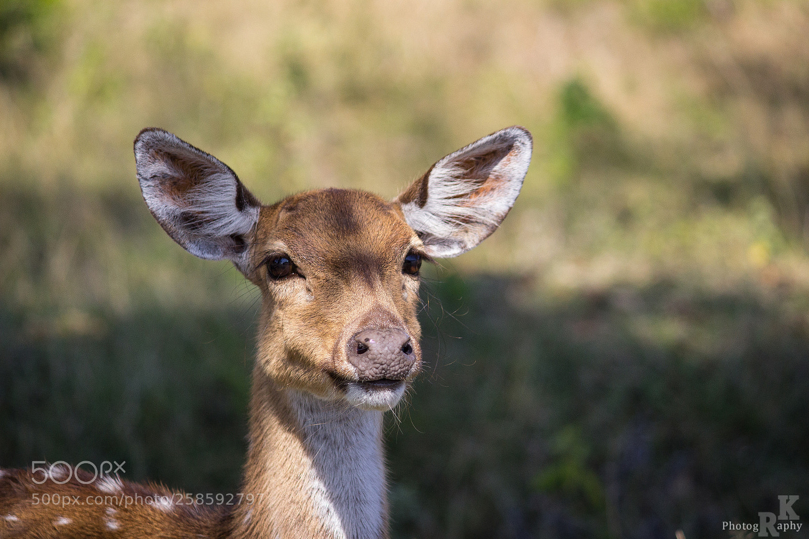 Canon EOS 600D (Rebel EOS T3i / EOS Kiss X5) sample photo. Spotted deer photography