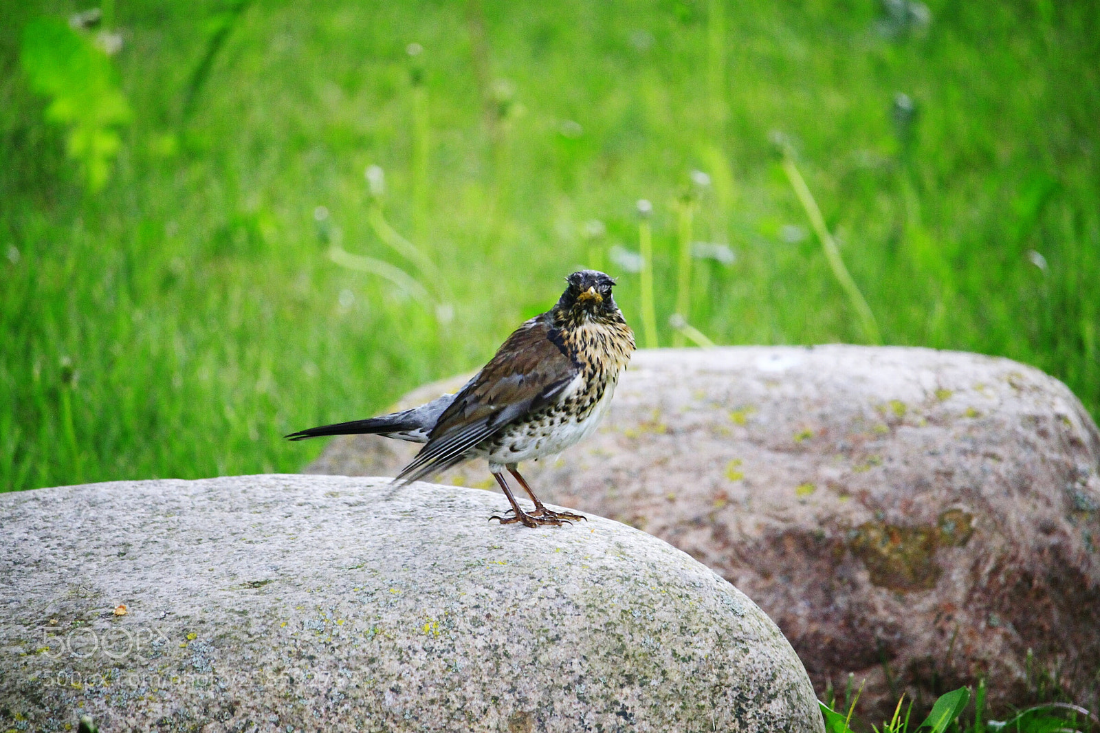 Canon EOS 500D (EOS Rebel T1i / EOS Kiss X3) sample photo. Bird on the stone photography