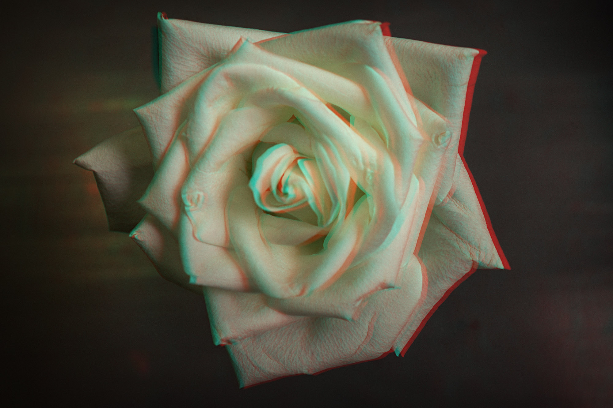 Sony Cyber-shot DSC-RX1 sample photo. Week old rose photography