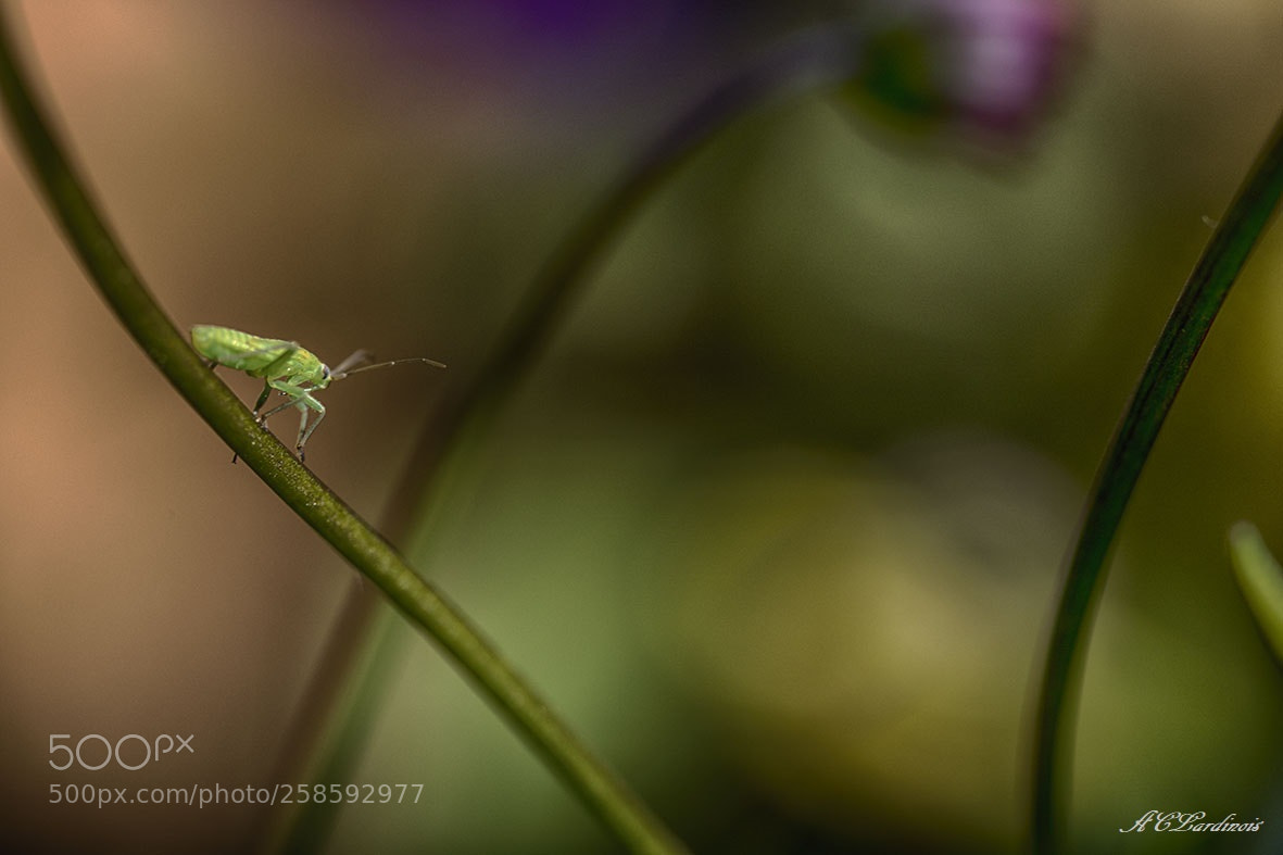 Canon EOS 5D Mark IV sample photo. Explorateur photography
