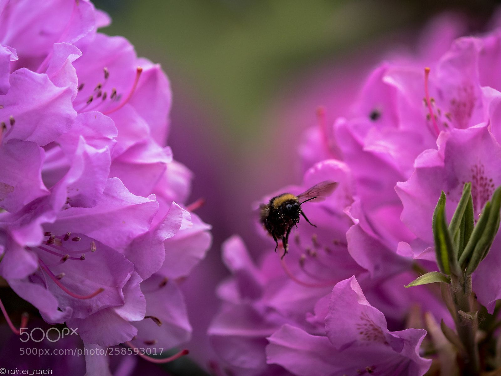 Olympus OM-D E-M1 Mark II sample photo. In the bumble bee photography