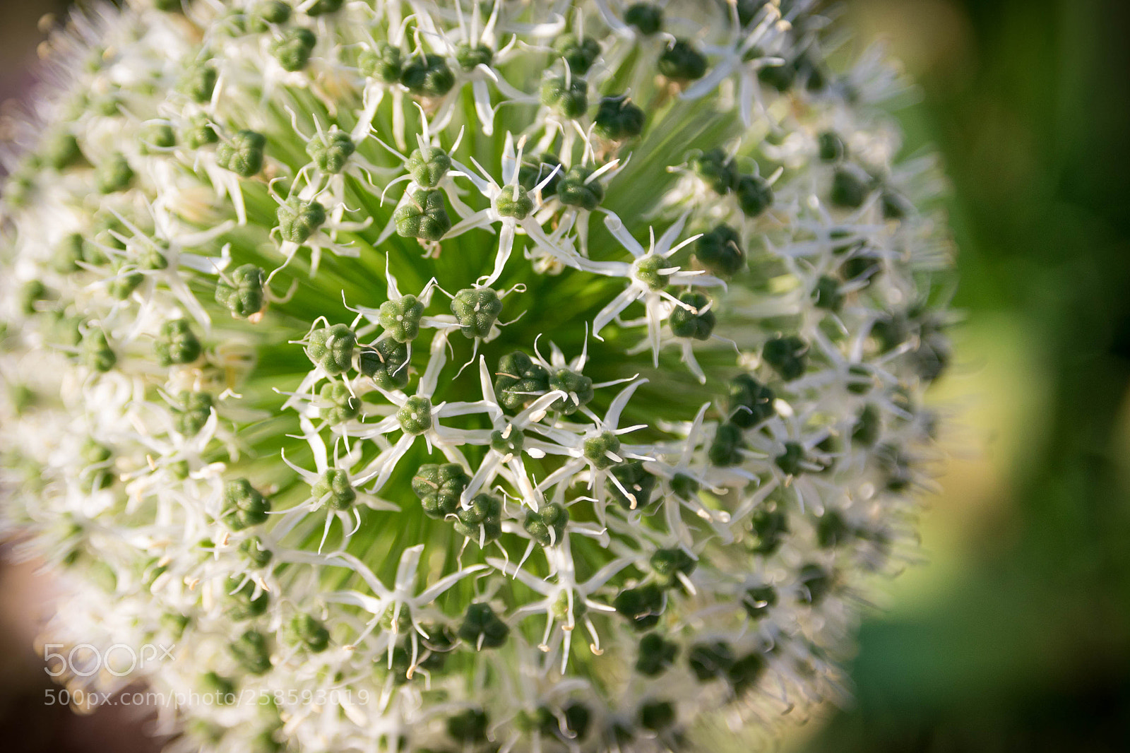 Canon EOS 7D Mark II sample photo. What kind of flower photography
