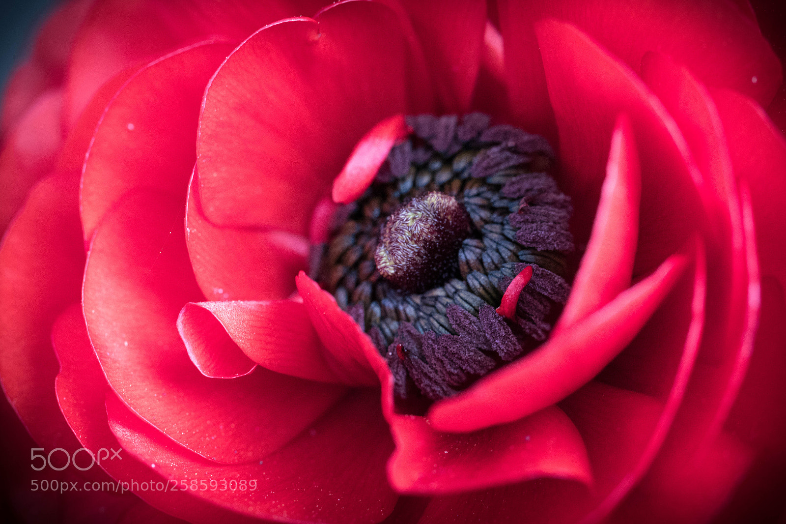 Canon EOS 7D Mark II sample photo. Pink violet photography