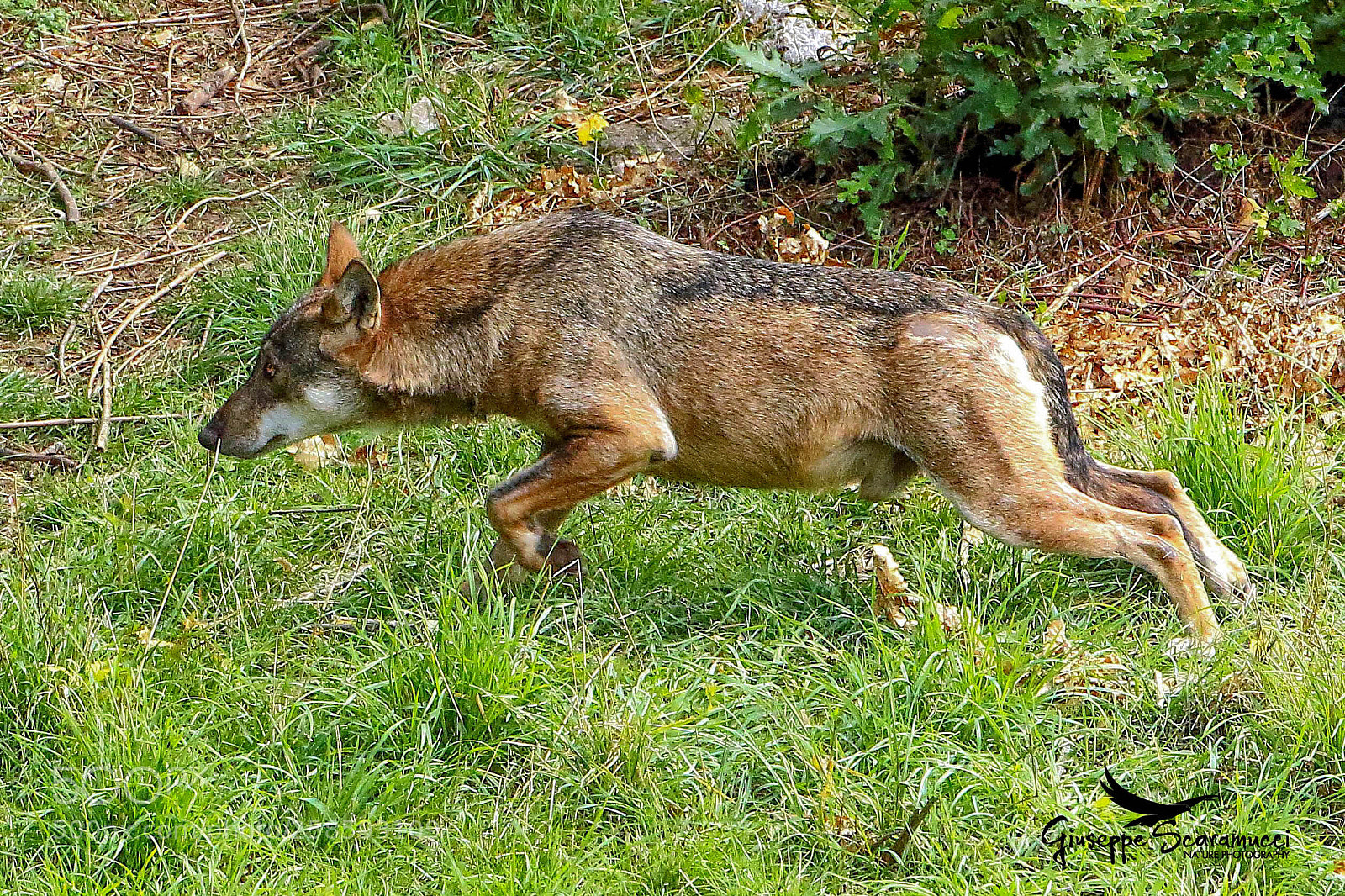 Canon EOS 7D Mark II sample photo. Apennine wolf photography