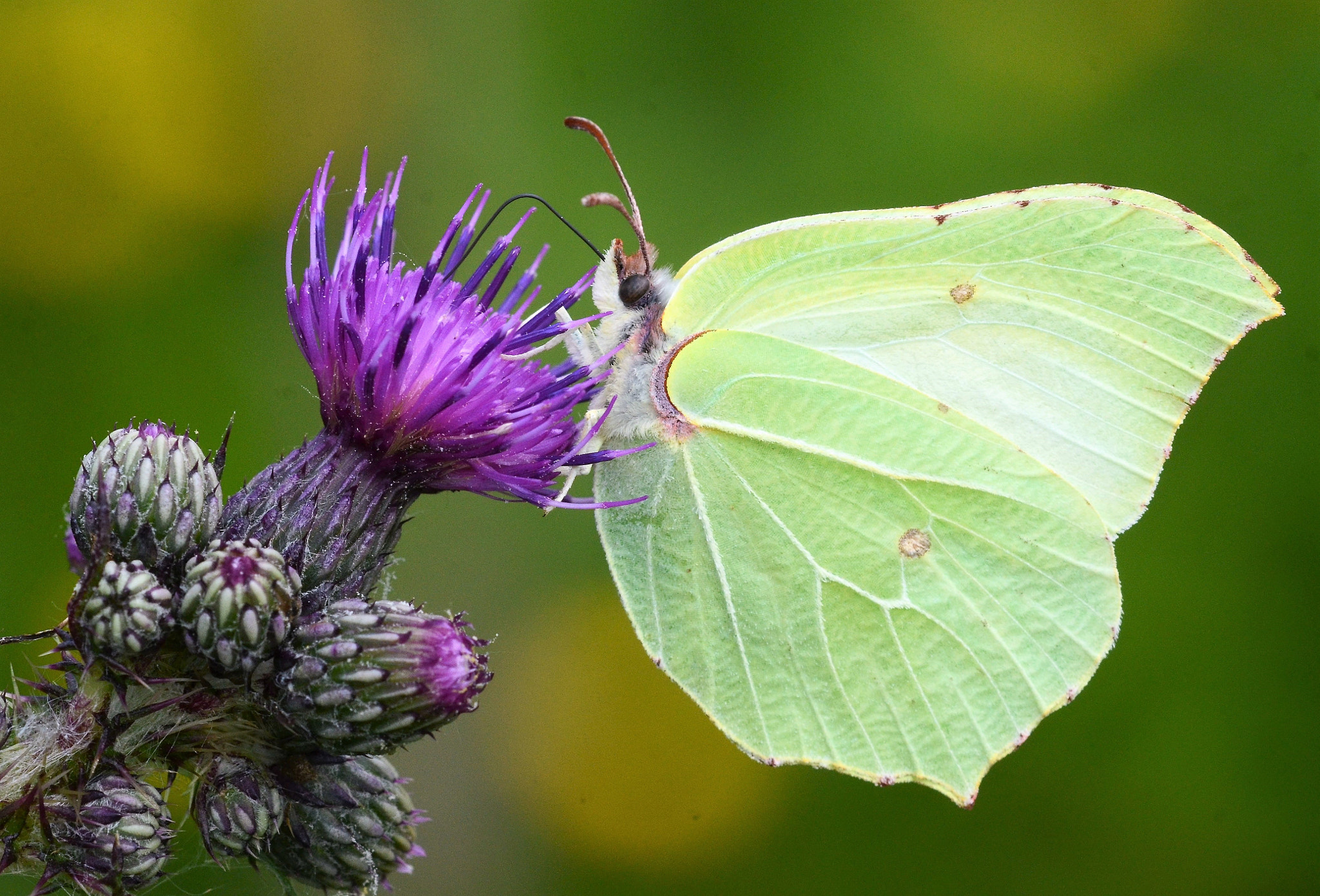 Nikon AF Micro-Nikkor 200mm F4D ED-IF sample photo. Brimstone photography