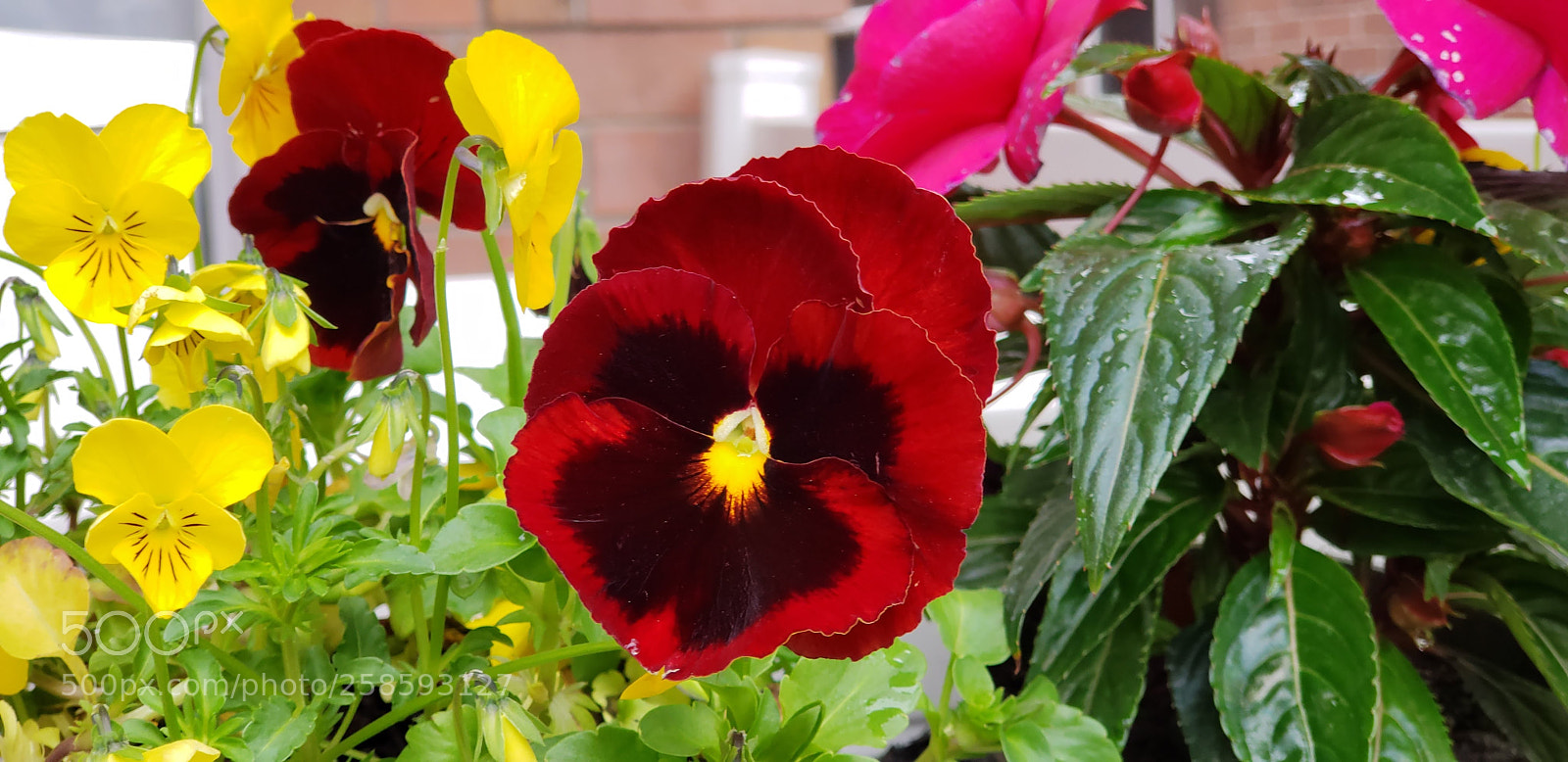 Samsung Galaxy S9+ sample photo. 20180519_142828.jpg photography