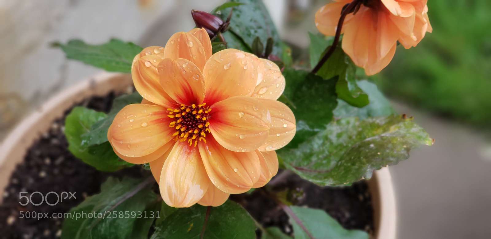 Samsung Galaxy S9+ sample photo. 20180519_142819.jpg photography